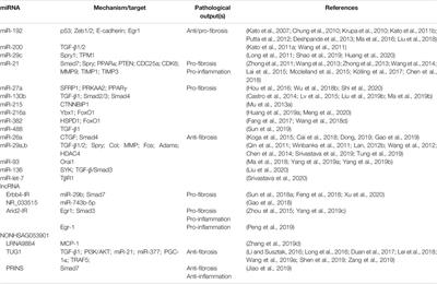 Non-Coding RNAs as Biomarkers and Therapeutic Targets for Diabetic Kidney Disease